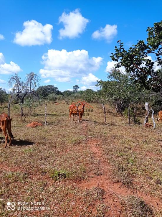 fazenda-venda-olhos-d`agua-minas-gerais-918107