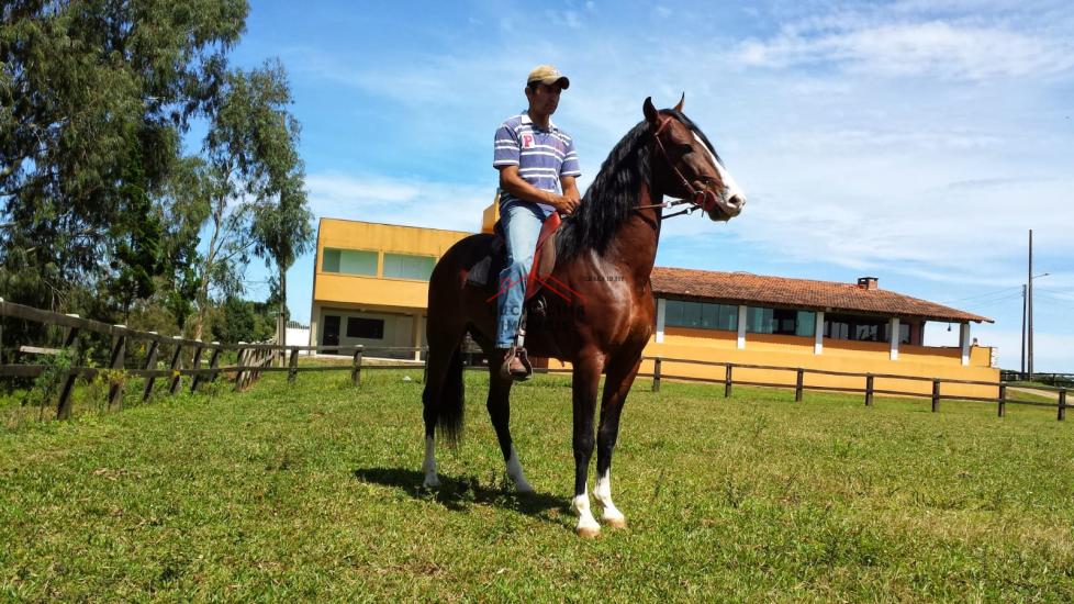 fazenda-venda-tijuca-do-sul-curitiba-921874