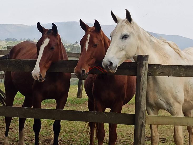 fazenda-venda-tijuca-do-sul-curitiba-921859