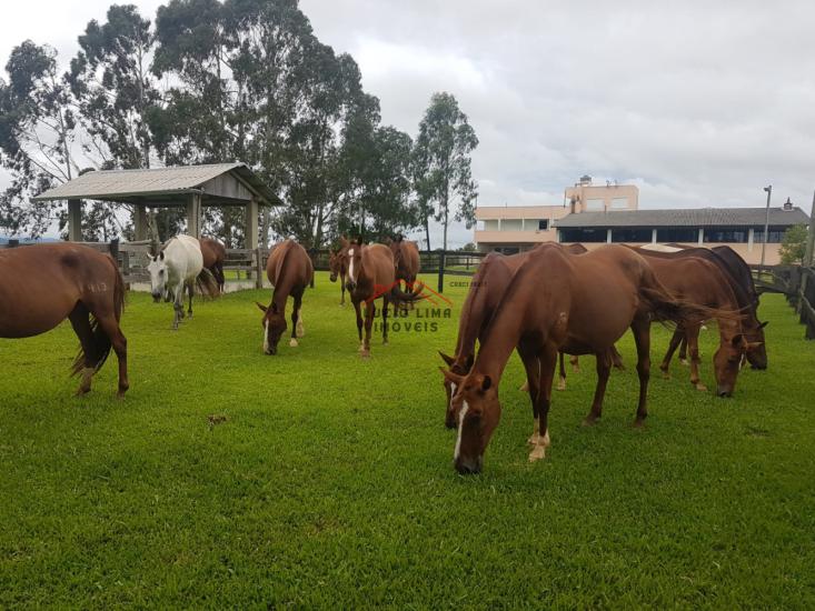 fazenda-venda-tijuca-do-sul-curitiba-921862