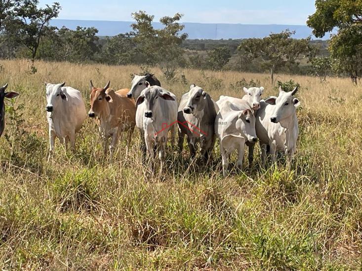 fazenda-venda-varzea-da-palma-minas-gerais-923039