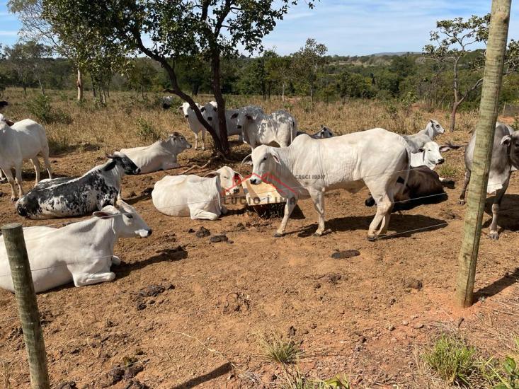 fazenda-venda-varzea-da-palma-minas-gerais-923042