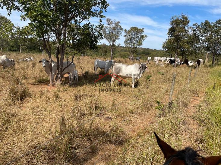 fazenda-venda-varzea-da-palma-minas-gerais-923043